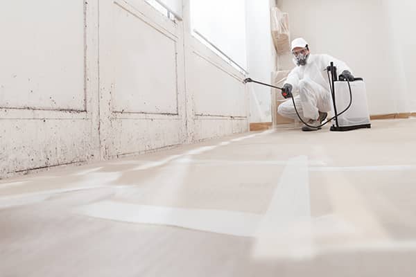 Mold Remediation Services